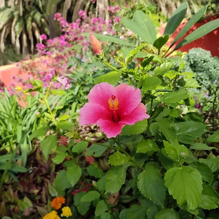 Hyggeland I - Oase Der Stille Im Palmendorf Tazo Lägenhet